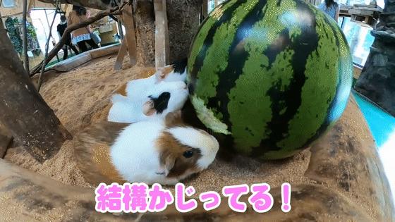 超可爱动物吃播治愈70万人，仓鼠、小熊猫、鹦鹉萌翻全网