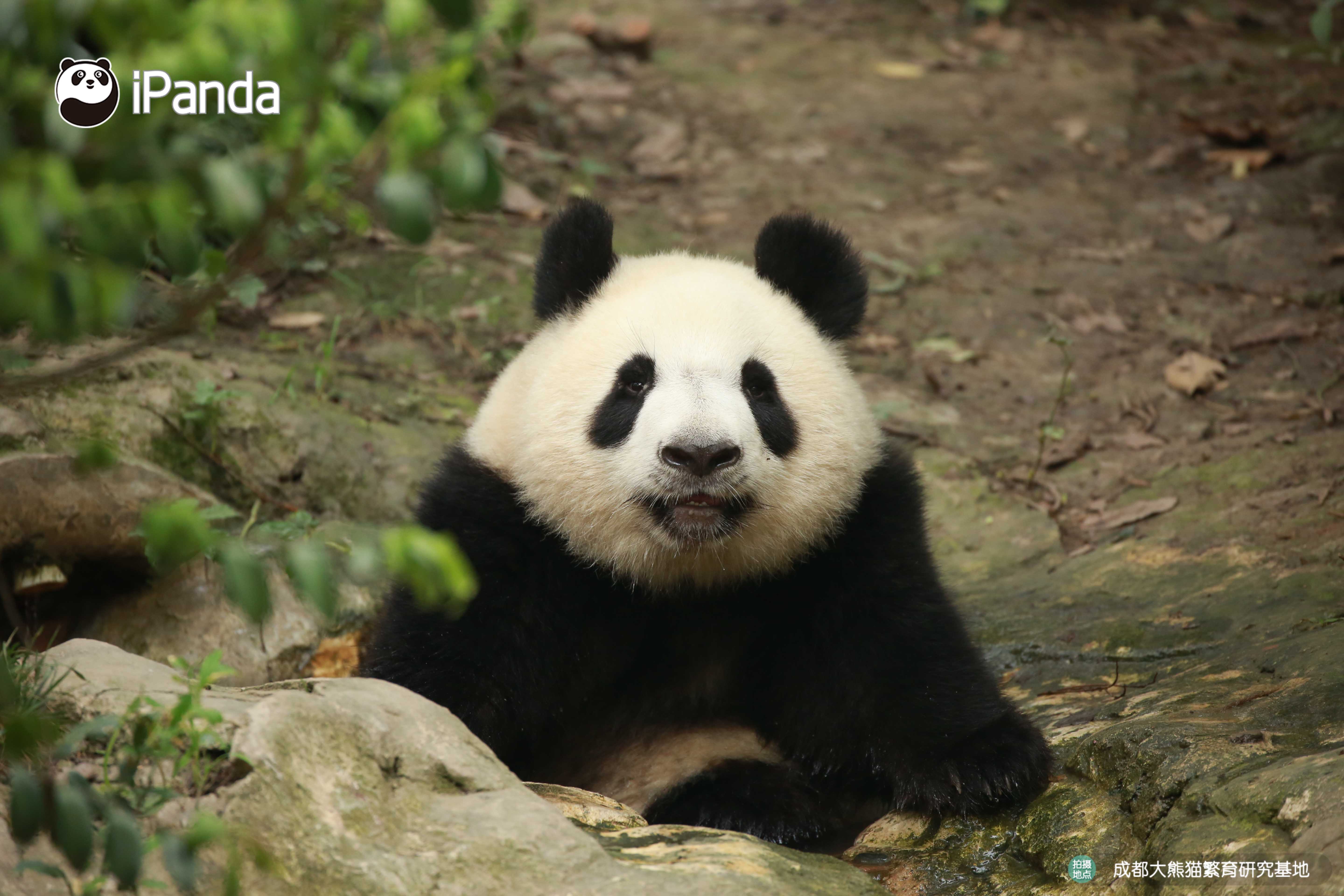 get认猫八招,轻松变大神!好看的熊脸千篇一律,认猫难到哭泣?
