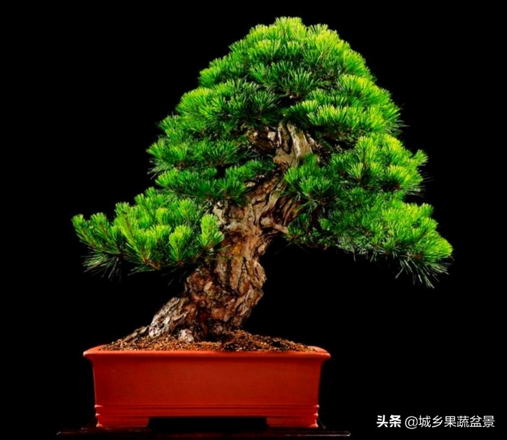 小黑松盆景的造型,黑松盆景各种造型名称及图片