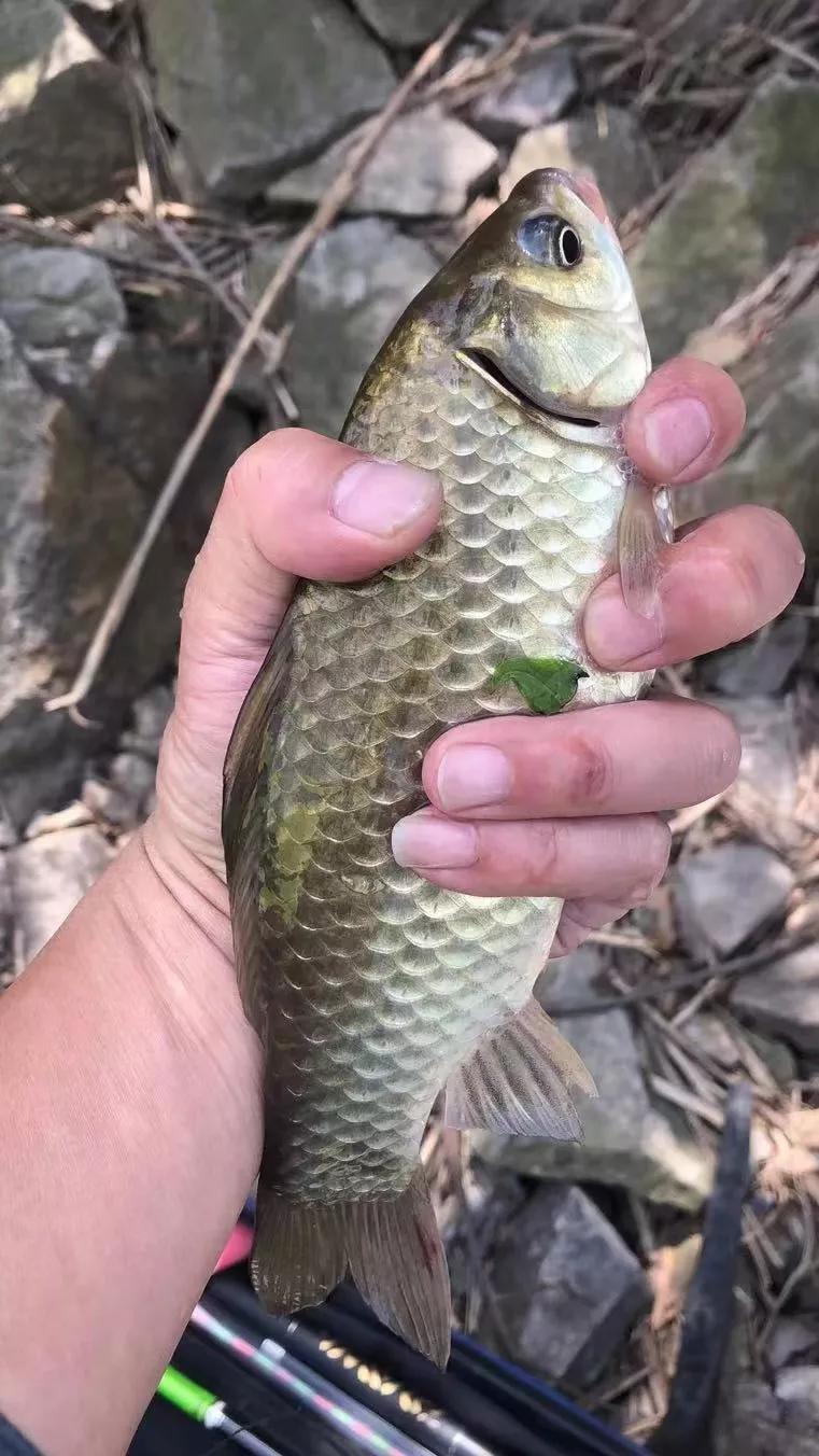 知己知彼百战不殆知是什么意思,知己知彼百战不殆是情报战吗