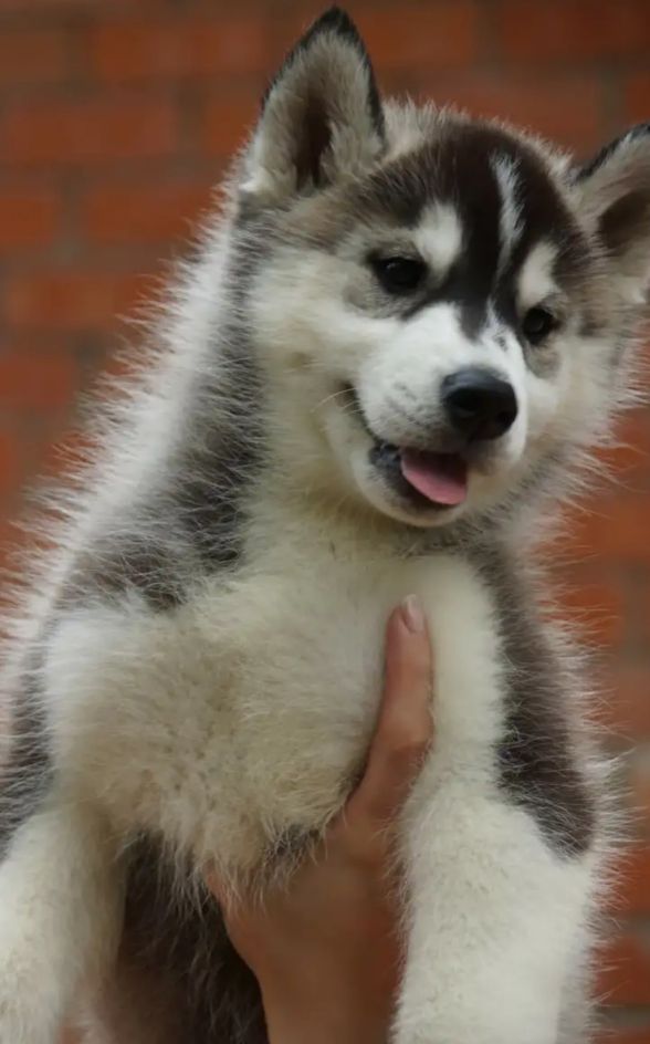 俄罗斯名犬中亚牧羊犬,俄罗斯西伯利亚雪橇犬