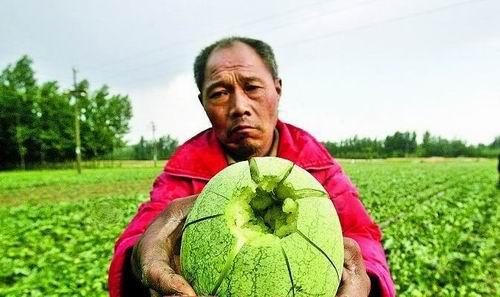 西瓜下冰雹如何预防,西瓜被冰雹砸还能活吗