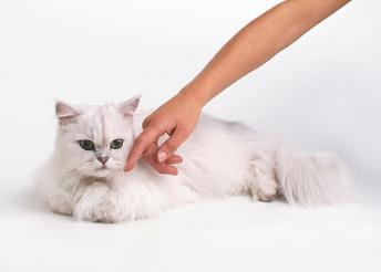 新手养猫怎么看猫咪是否要驱虫了,养猫知识猫咪驱虫注意事项