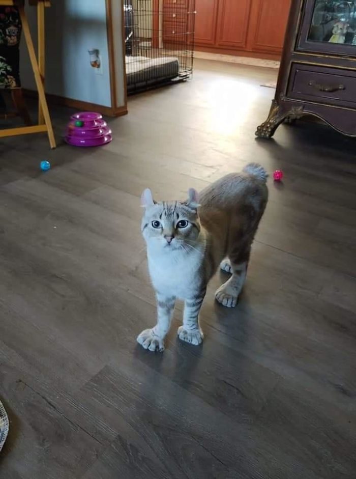 四只耳朵的猫有多稀有,四只耳朵的猫科动物