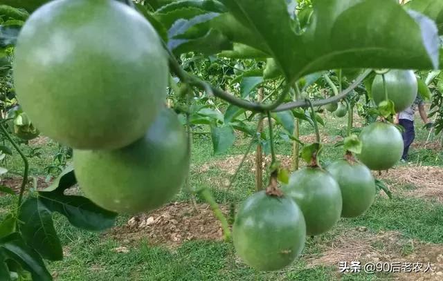 百香果小果掉果是什么原因,百香果小果掉落怎么办