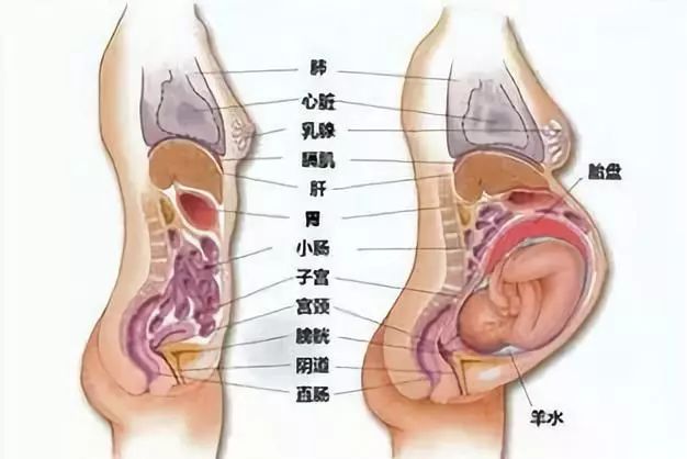 孕期准妈妈便秘,准妈妈孕期便秘事出有因