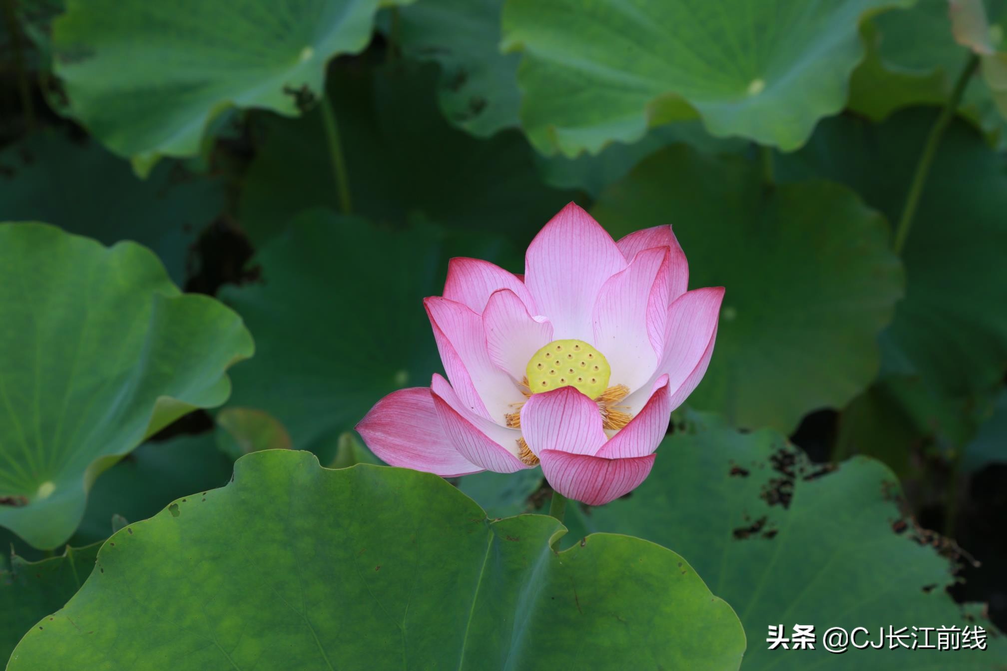 淮滨谷堆杨湾最新消息,淮滨谷堆杨湾风景