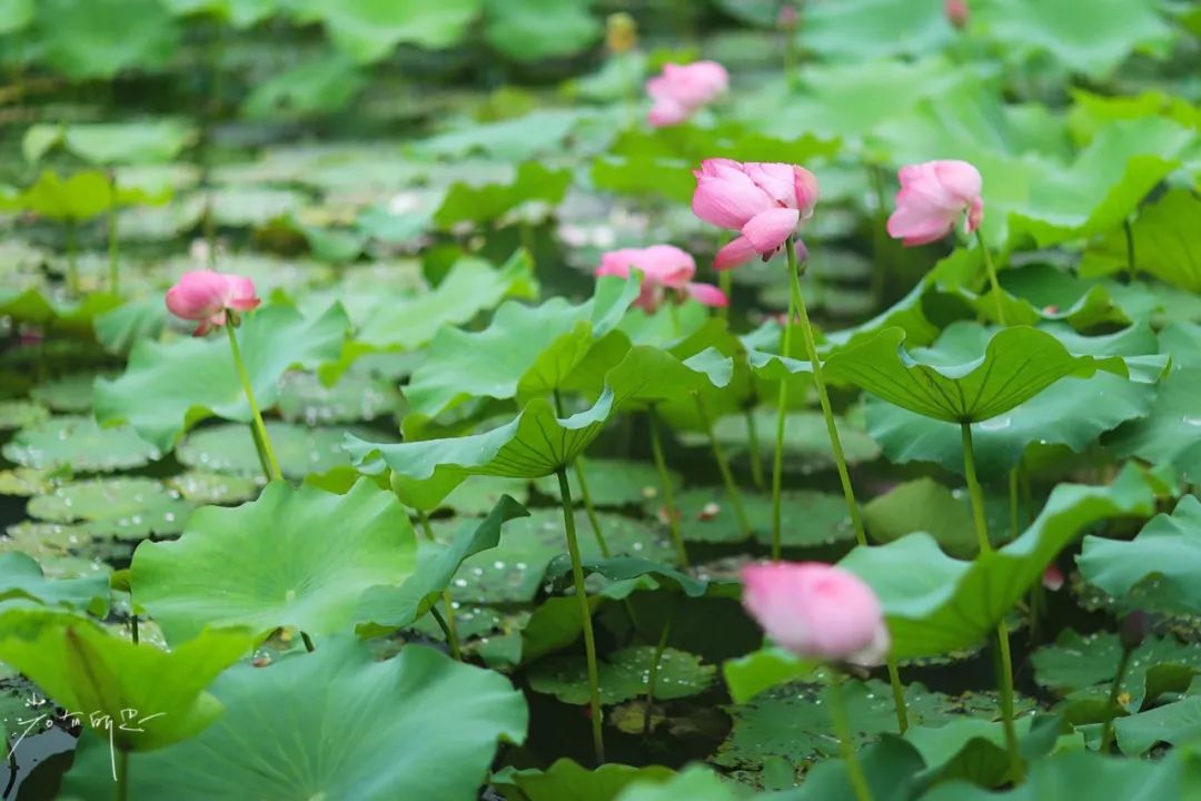 沙家浜旅游民宿有哪些,三月最适合去的最美民宿
