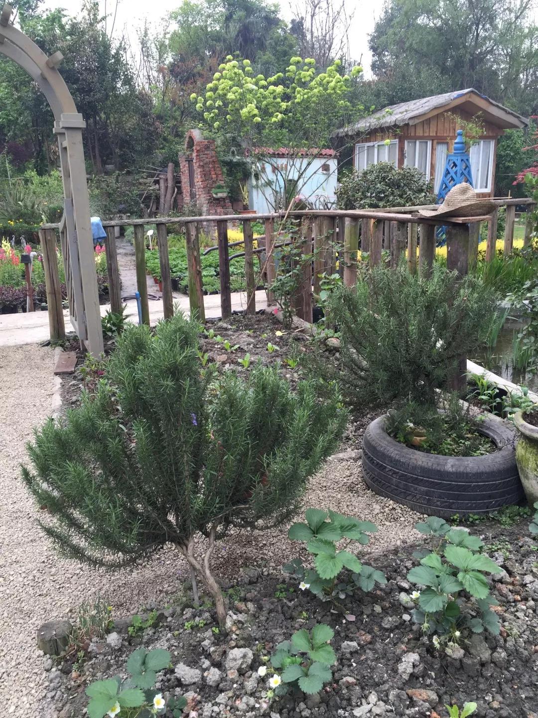 建一座完全不打药的生态花园，所有生命在这里和谐共处，值得收藏