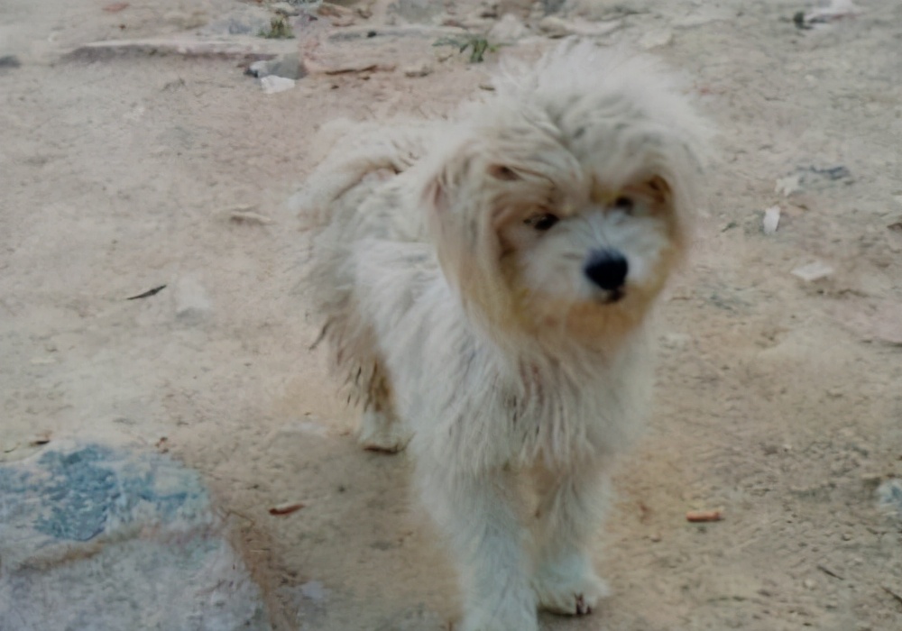 狗狗走丢怎么找,狗狗走丢了一般会躲在这6个地方