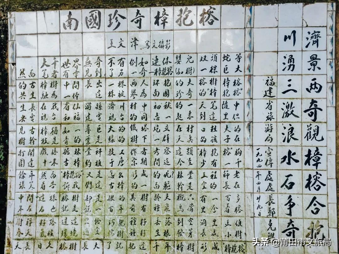 千年古樟树福建仙游,樟树千年古香樟