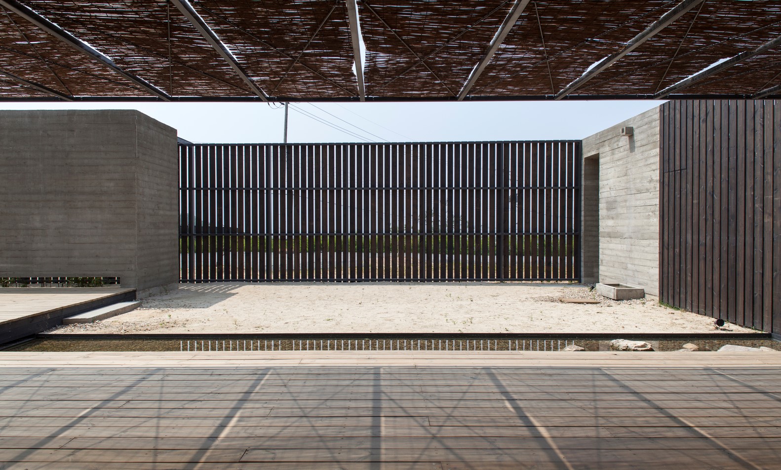 韩国蒲公英,韩国野生蒲公英的种植