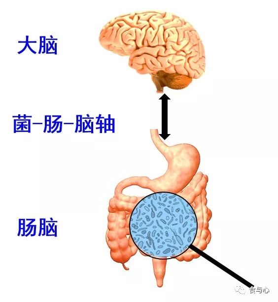 肠漏症的三大指标,肠漏症和脑漏症