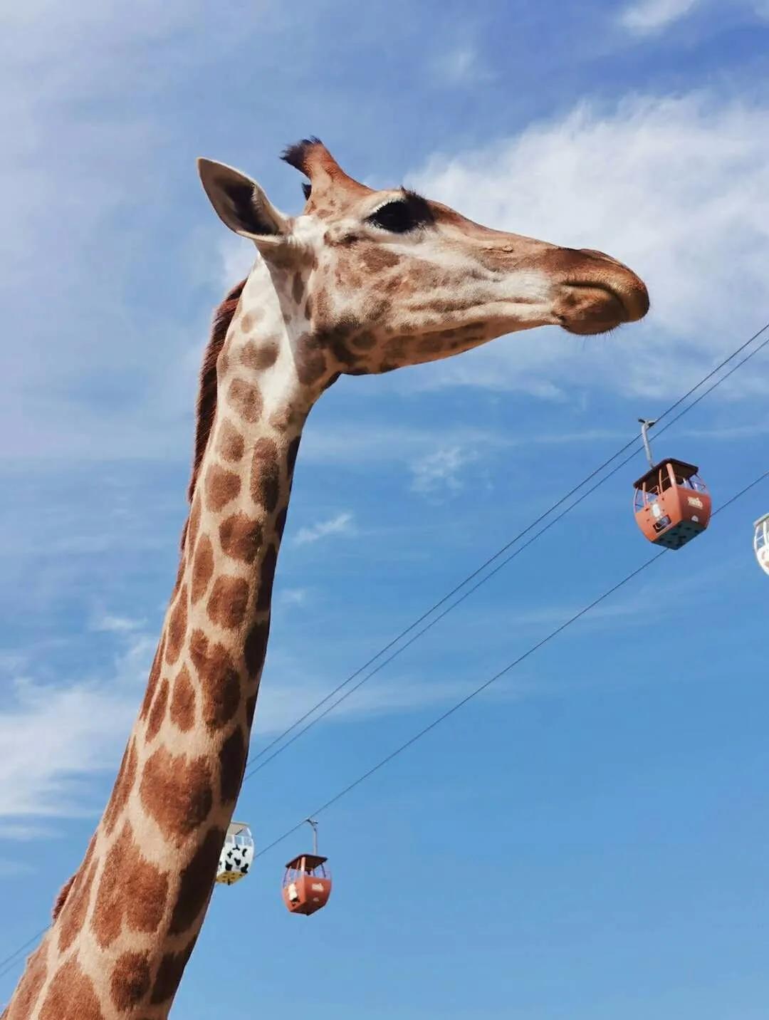 「官宣」泉城欧乐堡动物王国9月16日惊喜开园！王国秘籍抢先get