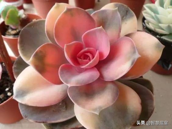 多肉植物的养花心得,多肉植物怎样养新手入门篇