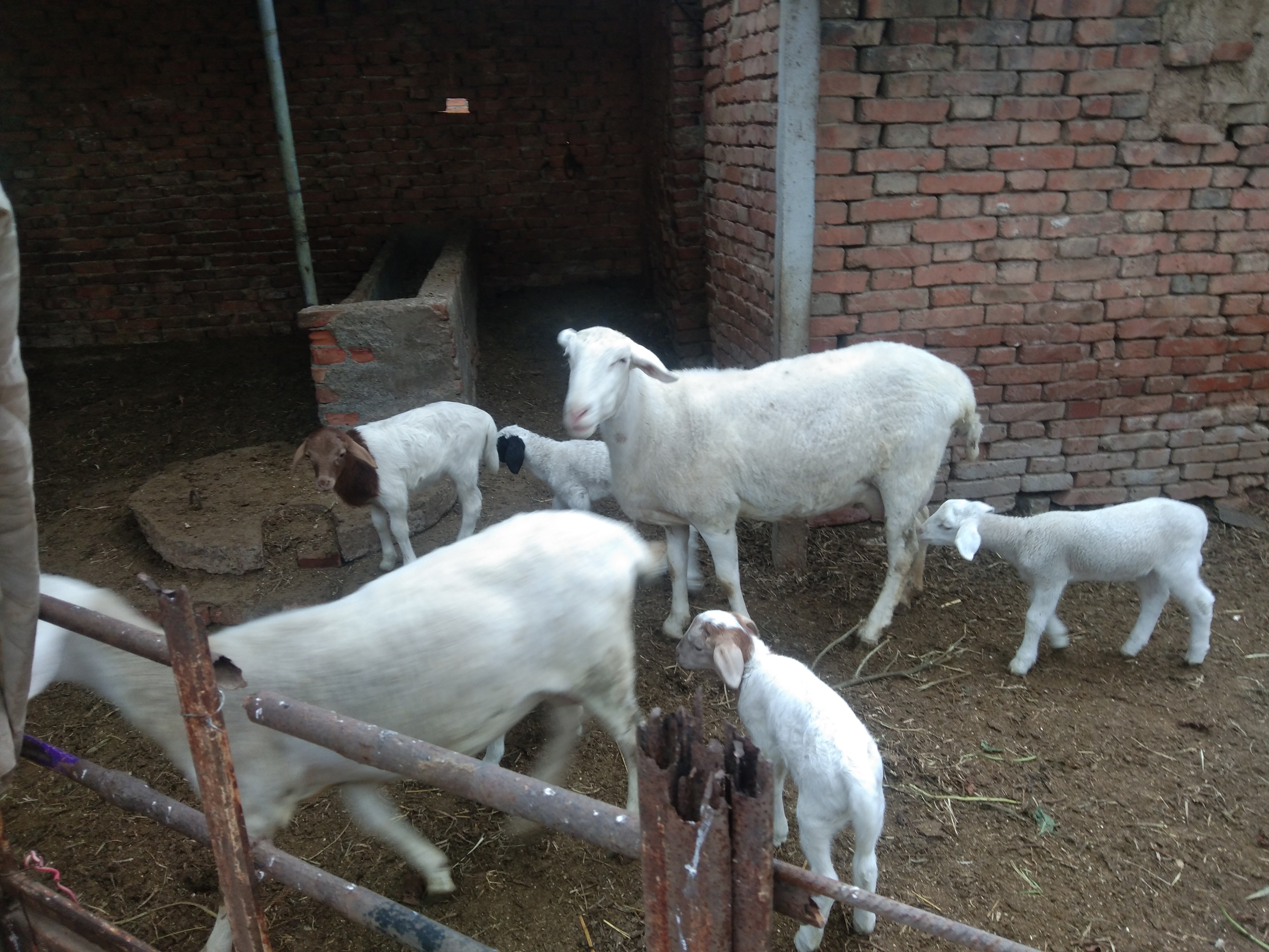 羊有布病的症状及治疗方法,羊粪识病