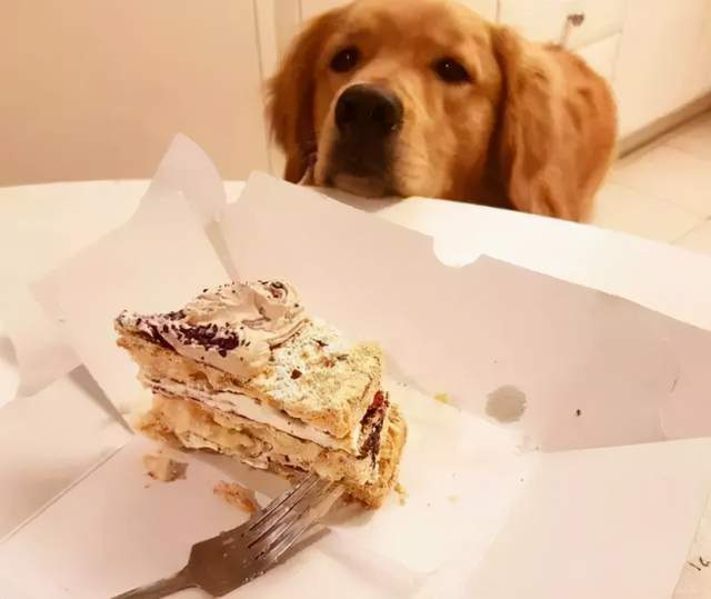 金毛不能吃食物清单,幼犬金毛能吃带咸的食物吗