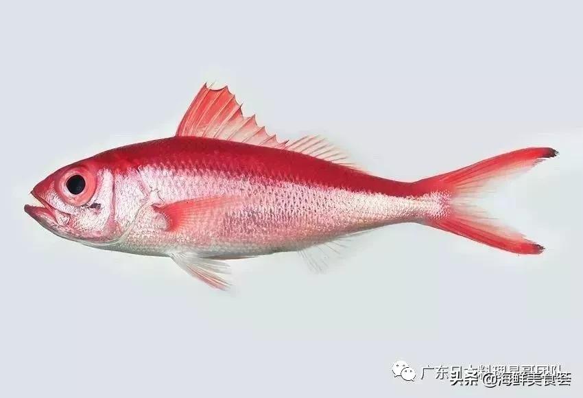 这5种淡水鱼值得多吃,中国最好吃的鱼类排行榜