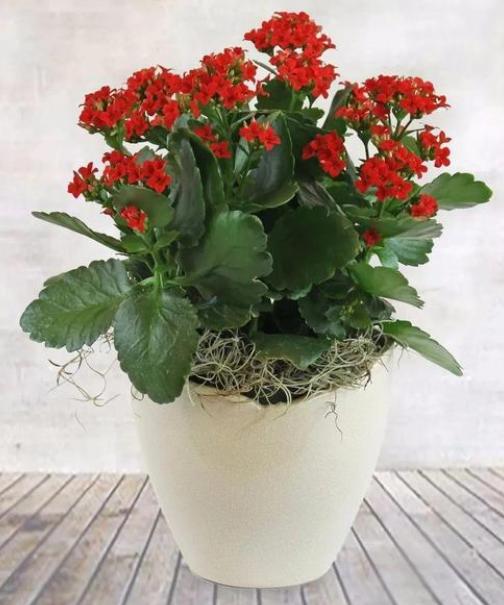 什么花不适合送财神,财神爷不宜送人的花