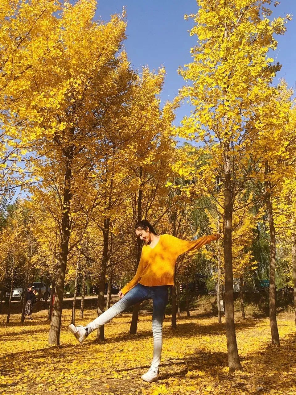 黄了！山东爆火的“银杏林”，千余亩的曼妙绝伦，只等你来！