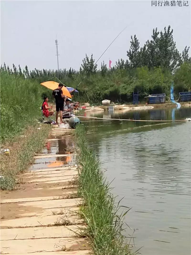 钓鱼日记第19天,钓鱼游钓日记100篇