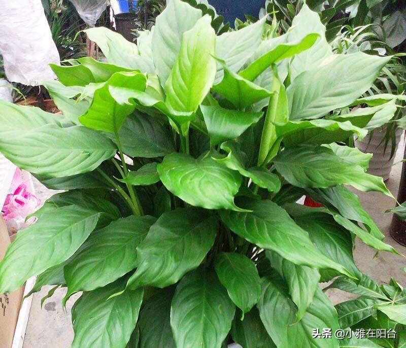 客厅养几盆绿萝最好,客厅养绿植养几棵最合适