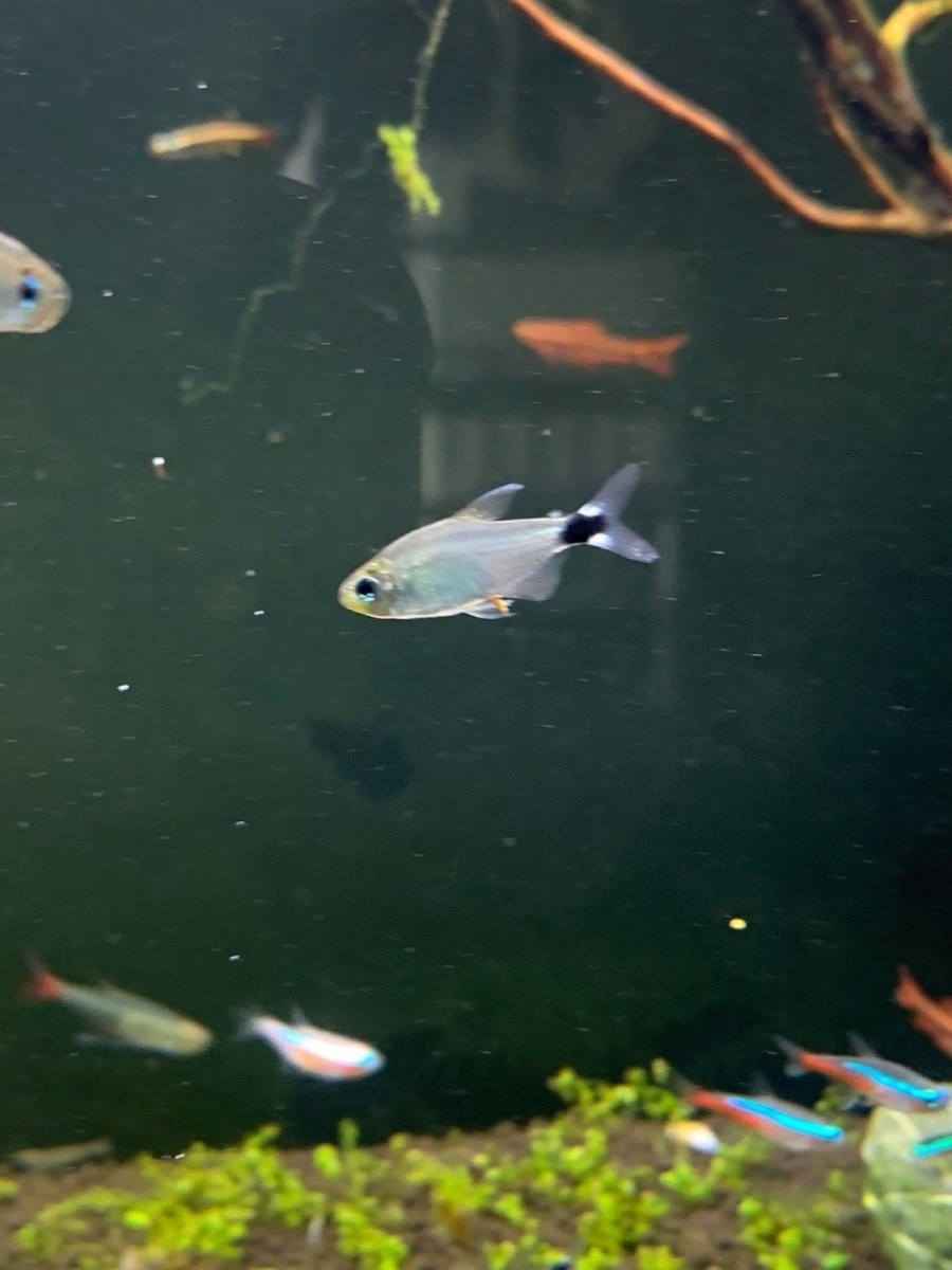 观赏鱼小型宝莲灯鱼,小型观赏鱼鱼灯推荐