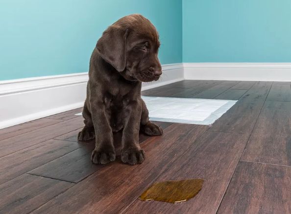 狗狗为什么放出笼子就乱拉乱尿,狗狗已经学会上厕所了突然又乱尿