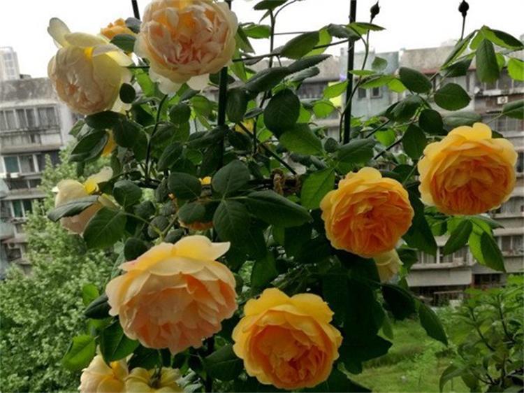 月季水浇多了烂根怎么补救,月季闷根和肥害