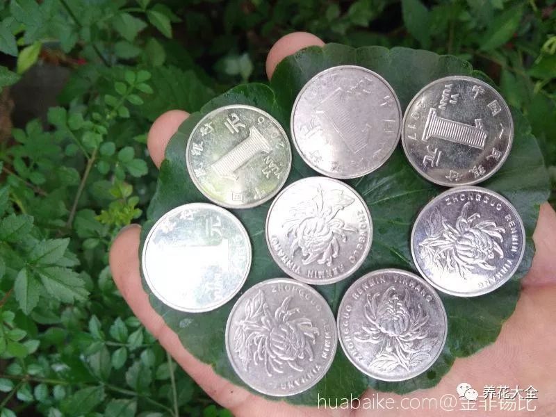 绿萝与铜钱草四季养护,怎么让铜钱草长得和绿萝一样