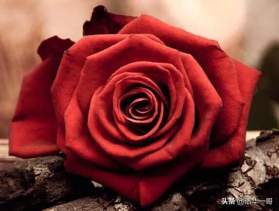 2月14日别让情人节成为“情人劫”