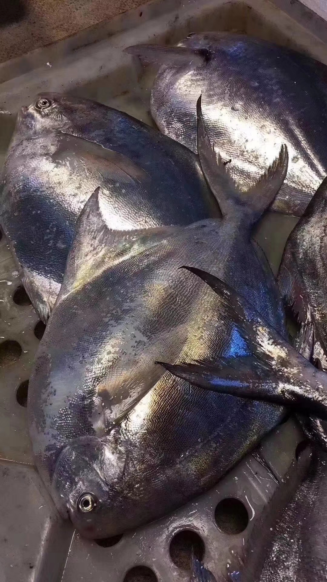 东海海鲜美食大全,家乡特色海鲜美食