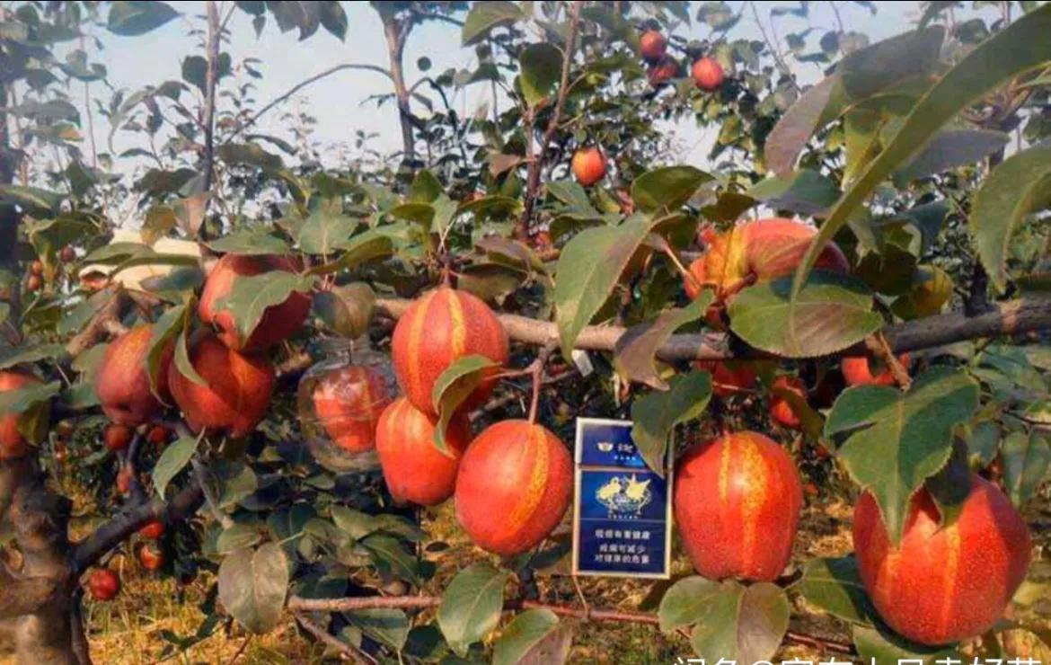 晚秋黄梨树苗哪里有售,早熟红心梨树苗出售