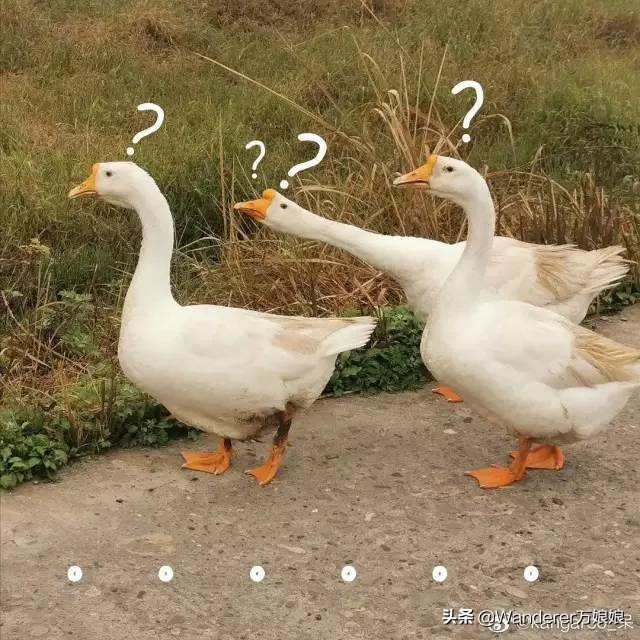 多亏这些宝藏网友，让我笑到免疫力增强