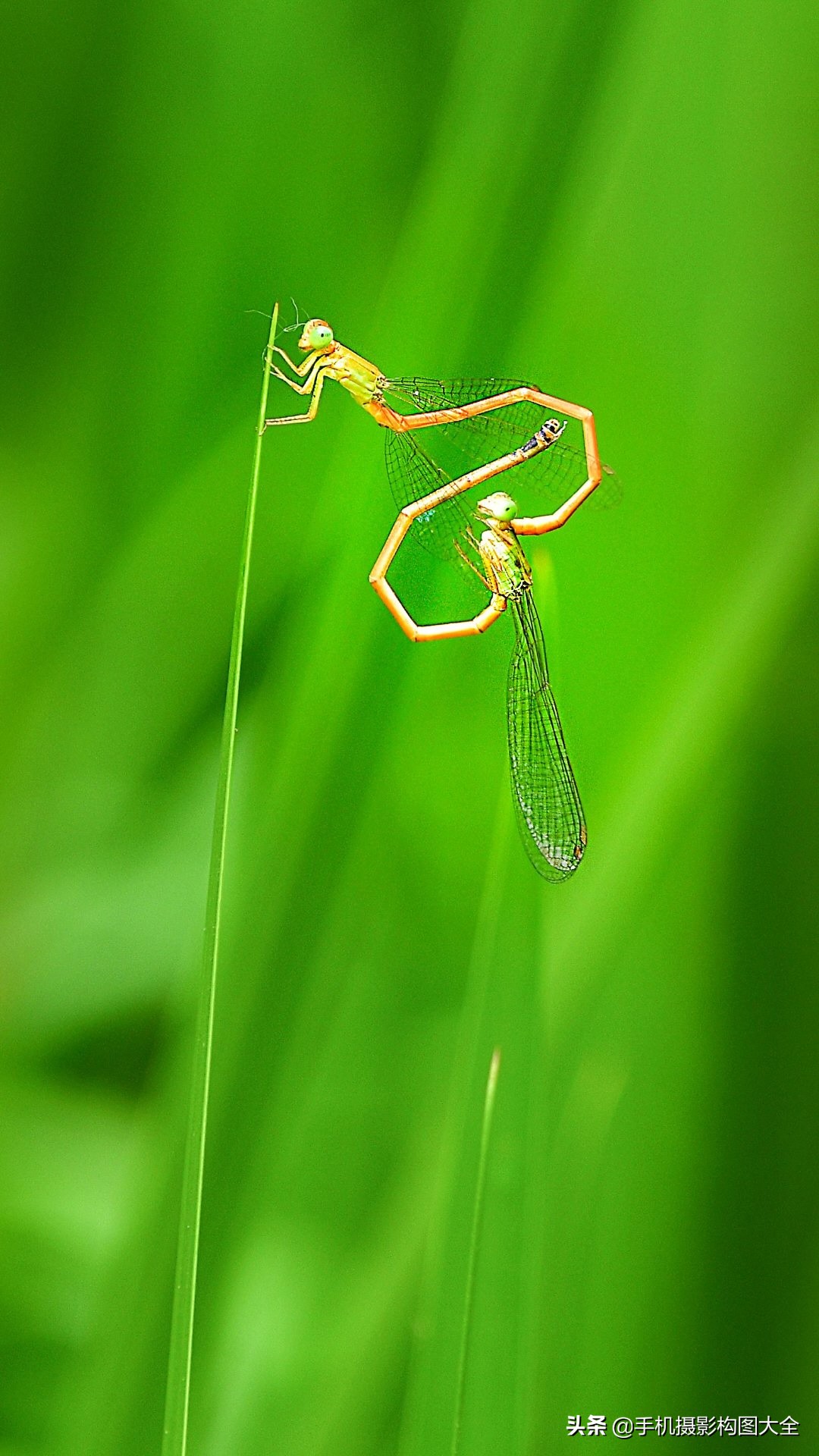 拍出好照片的5大摄影心法,摄影做减法技巧