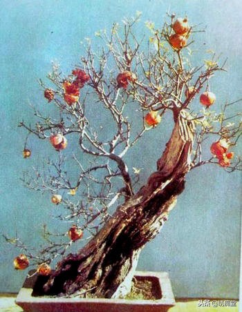 丛林式盆景欣赏,盆景欣赏及制作
