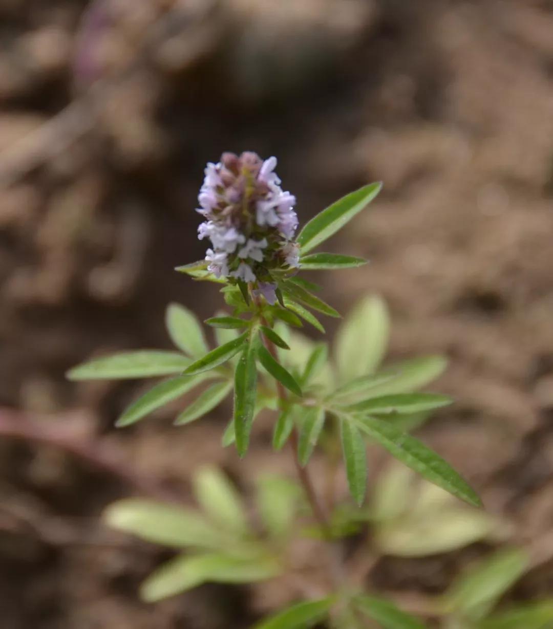 冬天常见中药植物图片及功效,花期长的草本植物图片
