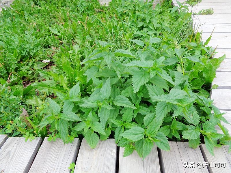 禾木桃源牛肉土火锅,禾木村吃饭推荐土火锅