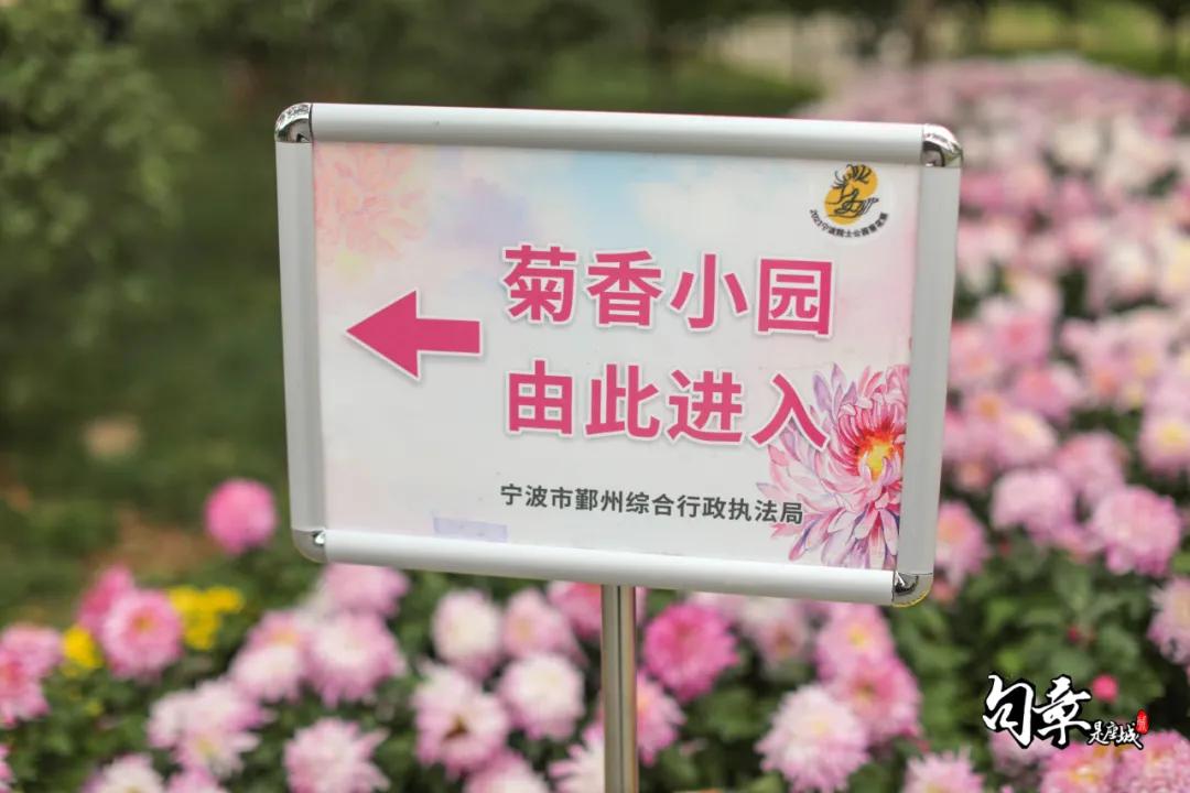 兴化千垛菊花海,广州海心沙菊花海