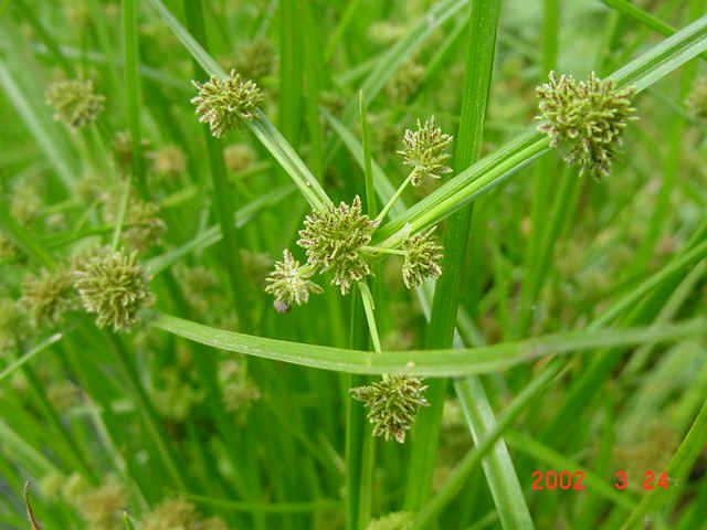 生僻字最简单的一种读法,生僻字解读大全