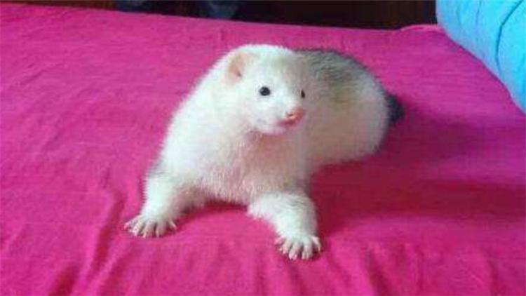 宠物貂可以活多少年,宠物貂能活多少年