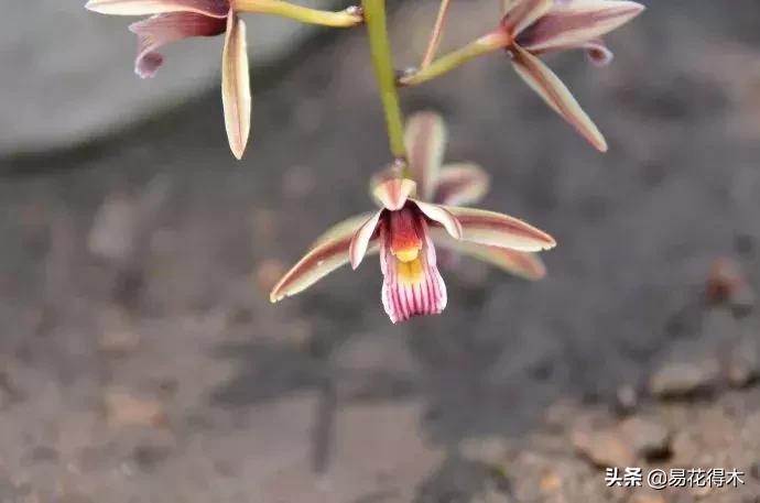 硬叶兰与纹瓣兰哪个贵,兰花老品种出艺莲瓣兰