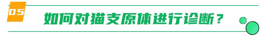 支原体感染家里有猫,猫的支原体感染会传染人吗