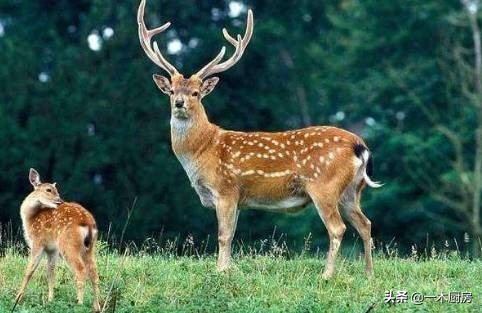 怎么区别梅花鹿茸和马鹿茸,马鹿茸跟梅花鹿茸如何区别