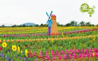 跨越20年的芦荟情谊