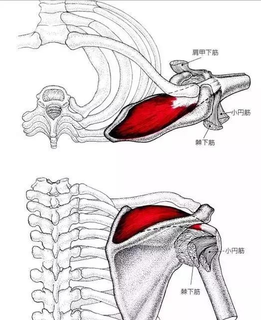 中医怎么看肩膀冈上肌疼痛,肩膀冈上肌疼痛