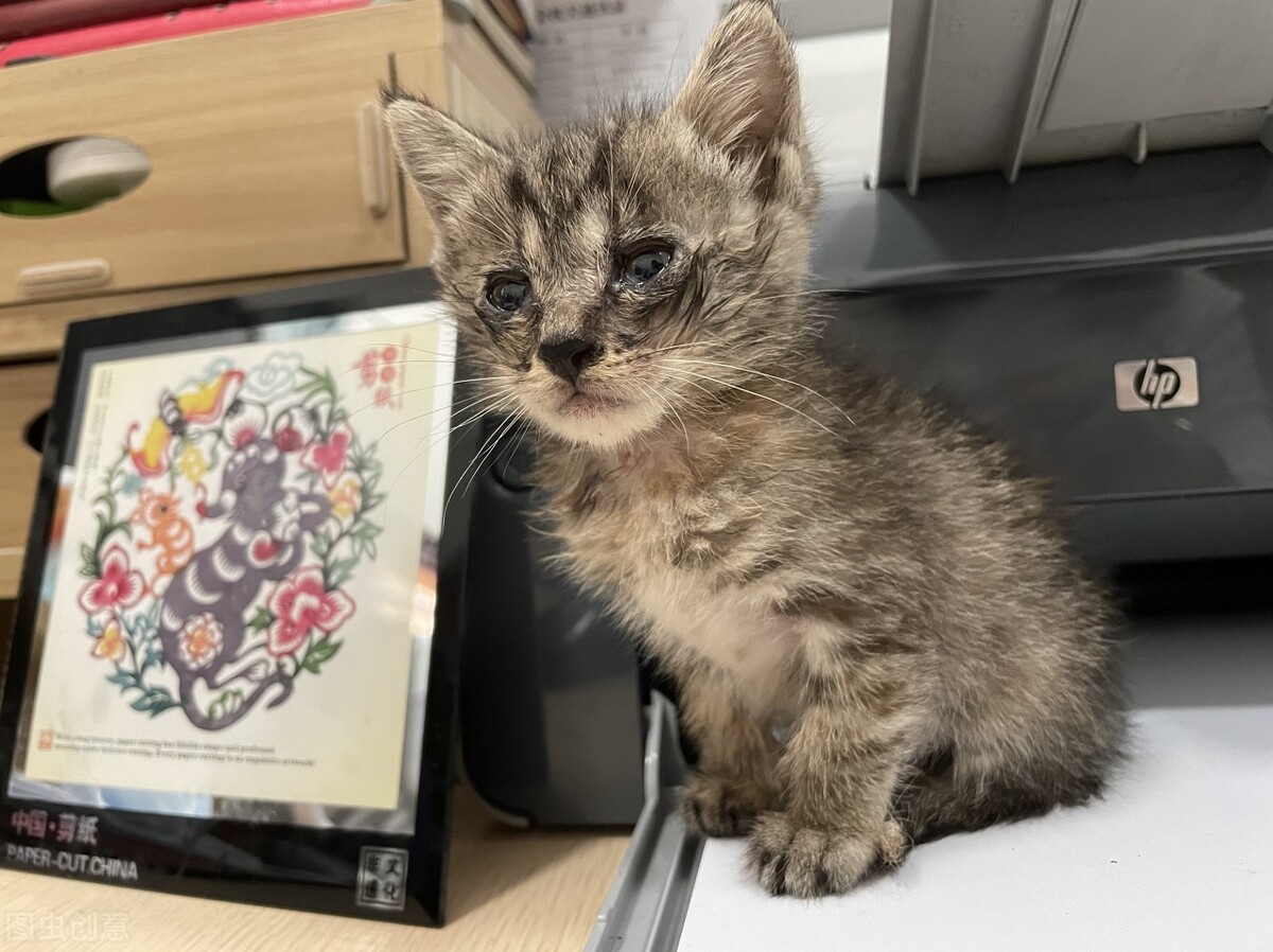 猫咪确诊病例,猫咪确诊了怎么办