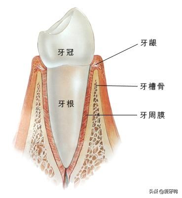 小孩被牙齿磕到头怎么办,小孩磕到牙齿出血怎么办
