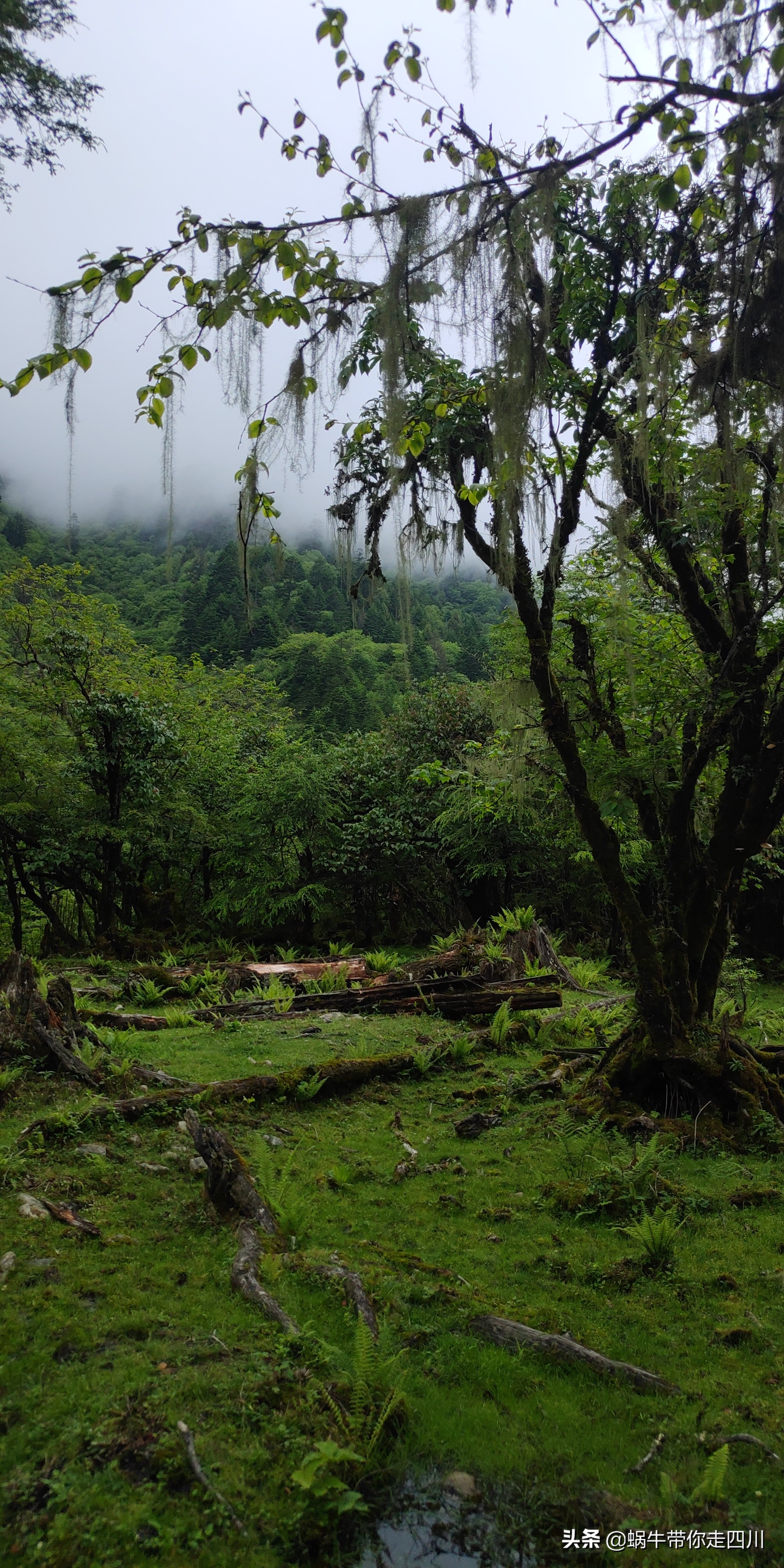 四川成都一家四口骑行游西藏,成都一家三口八日游