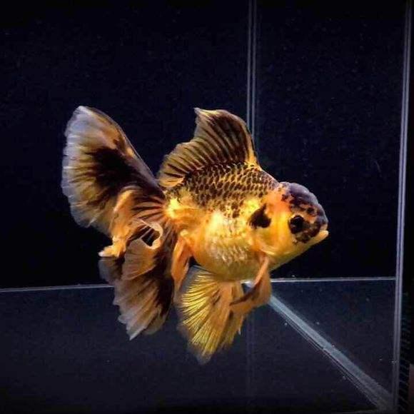 哪种金鱼最好养还可以长大,哪种金鱼最容易养活个头小